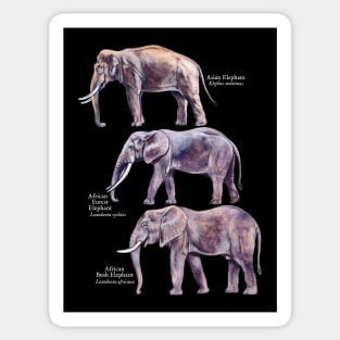 Elephant Species Identification Guide Sticker